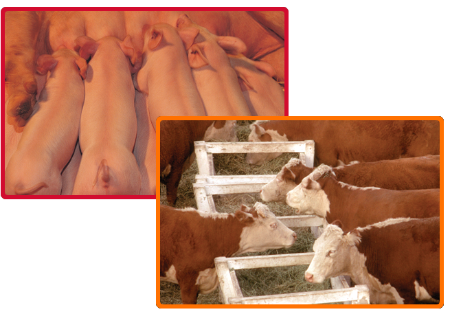pigs_feeder_cattle