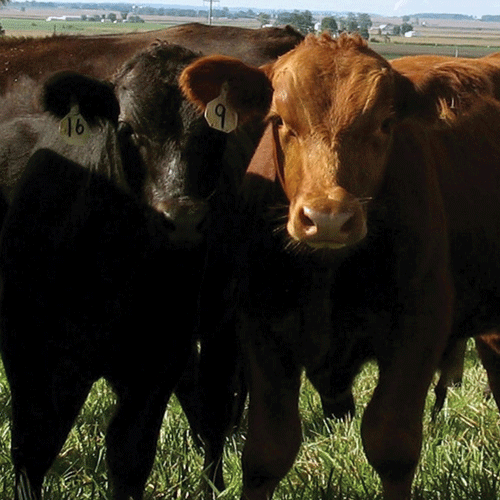 Livestock Risk Protection Policies and Procedures