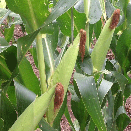 Corn Crop Price Discovery Period