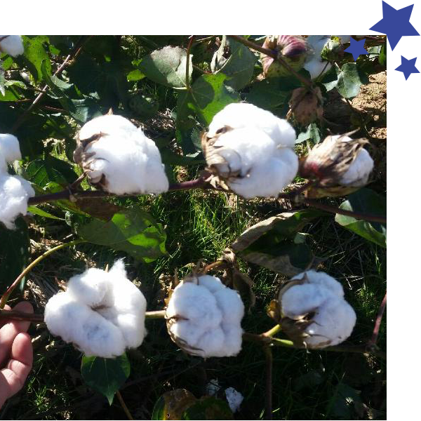 SCO/STAX Yields – Cotton