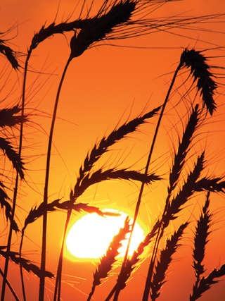 Wheat Harvest Price Tracking