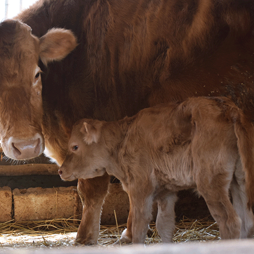 Weaned Calf