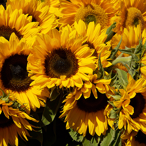 Sunflower | Crop Pricing | Discovery Period